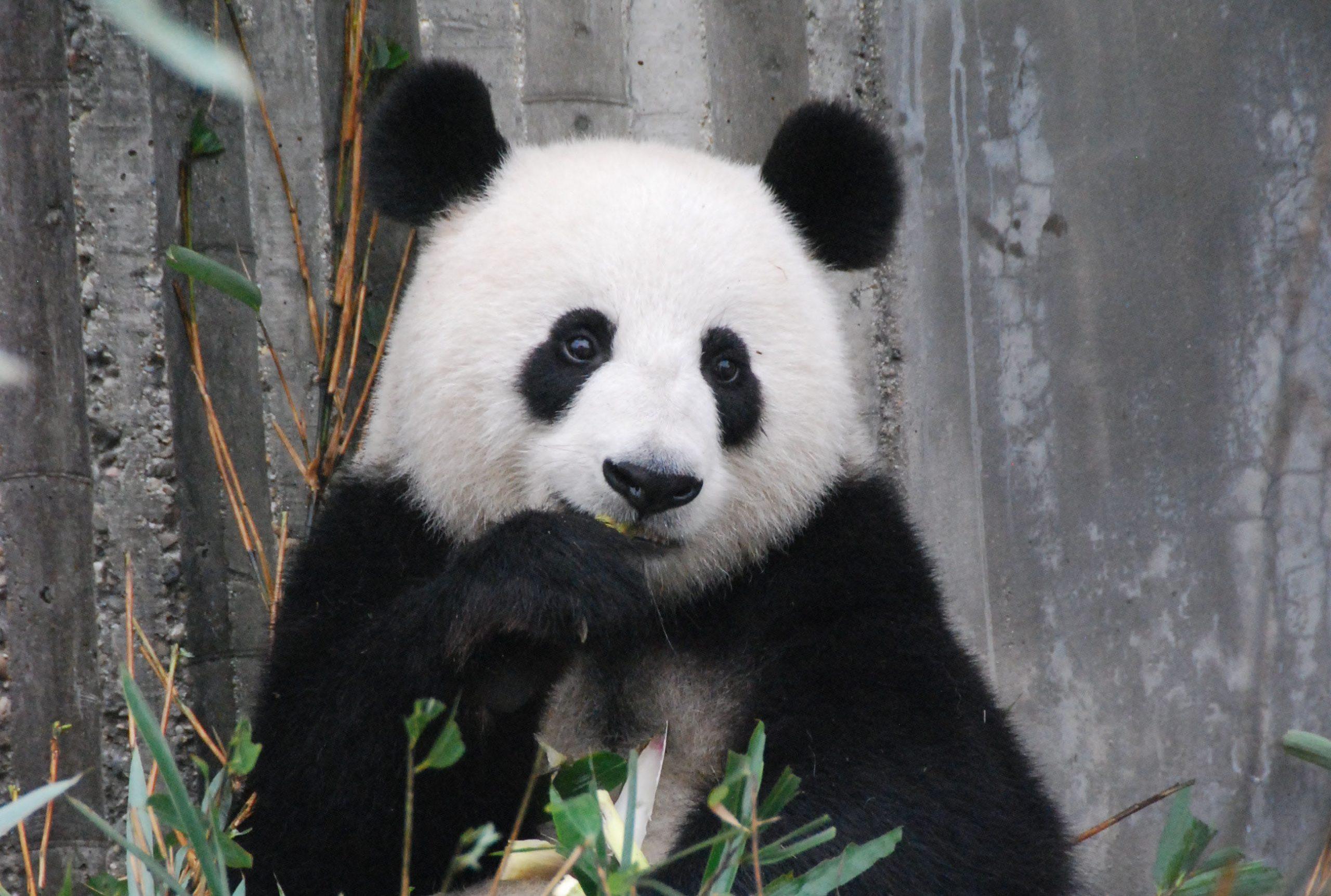 Что  такое Панда-бонды и как их купить